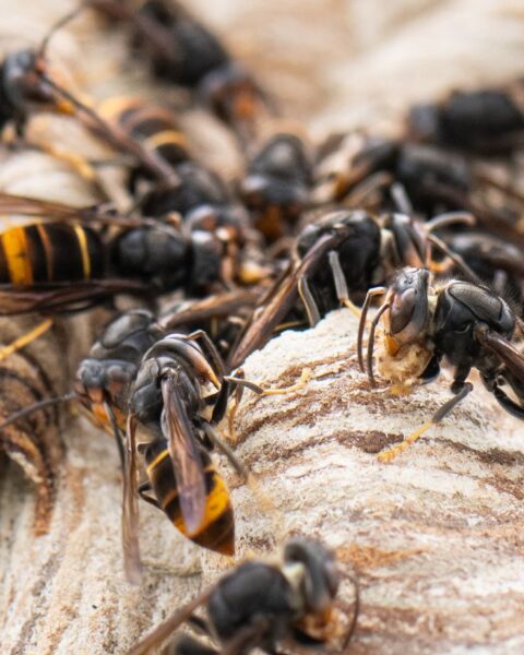 Un apiculteur du Haut-Rhin utilise la radio télémétrie pour traquer les frelons asiatiques