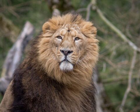 Un lion de cirque maltraité recueilli par un zoo en Loire retrouve son habitat naturel
