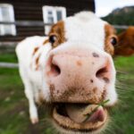 Un premier foyer de dermatose bovine confirmé dans le Jura, une nouvelle zone réglementée en préparation