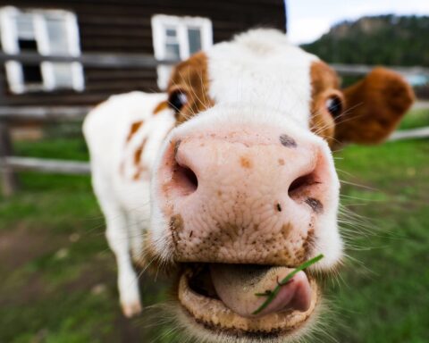 Un premier foyer de dermatose bovine confirmé dans le Jura, une nouvelle zone réglementée en préparation