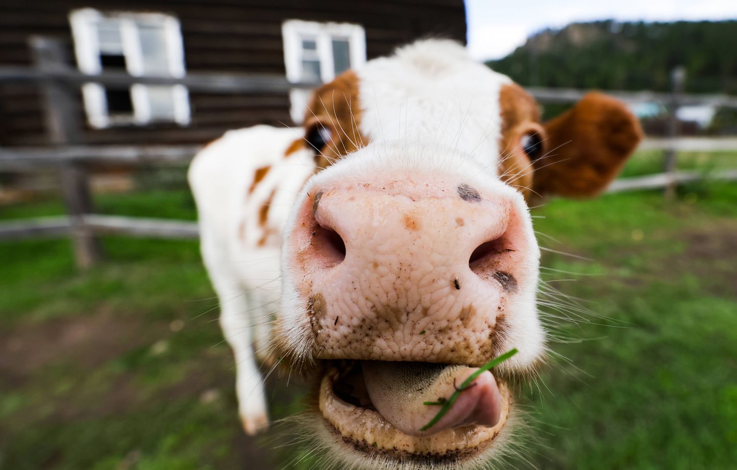 Un premier foyer de dermatose bovine confirmé dans le Jura, une nouvelle zone réglementée en préparation
