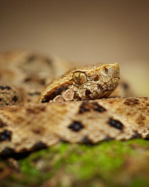 Un serpent exotique de la faune américaine découvert à Hendaye, intervention des pompiers