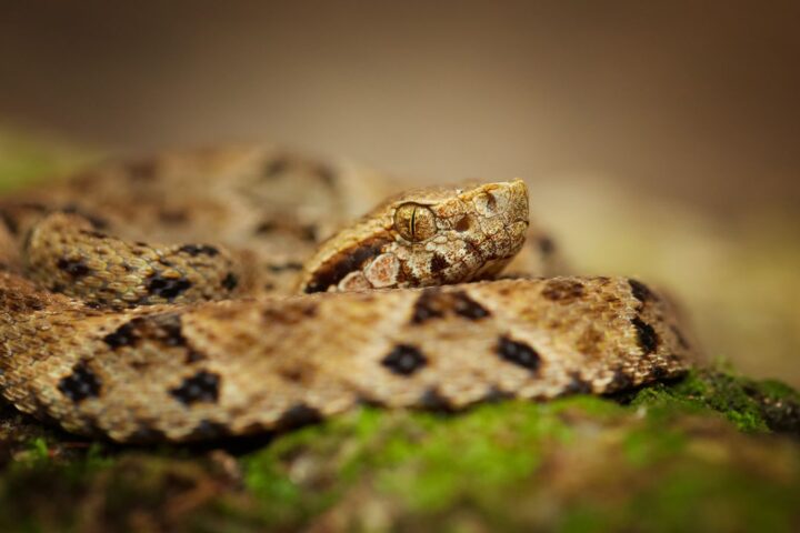 Un serpent exotique de la faune américaine découvert à Hendaye, intervention des pompiers