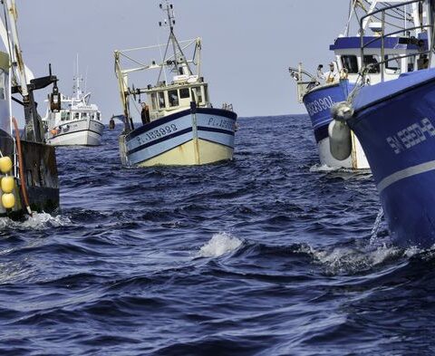 Une gestion prudente s'impose pour la pêche des coquilles Saint-Jacques en France