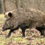 Une mobilisation citoyenne pour sauver Maurice, le sanglier apprivoisé de Villecresnes