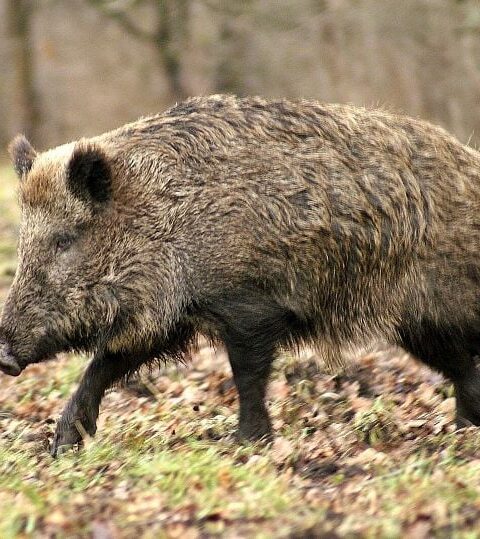 Une mobilisation citoyenne pour sauver Maurice, le sanglier apprivoisé de Villecresnes