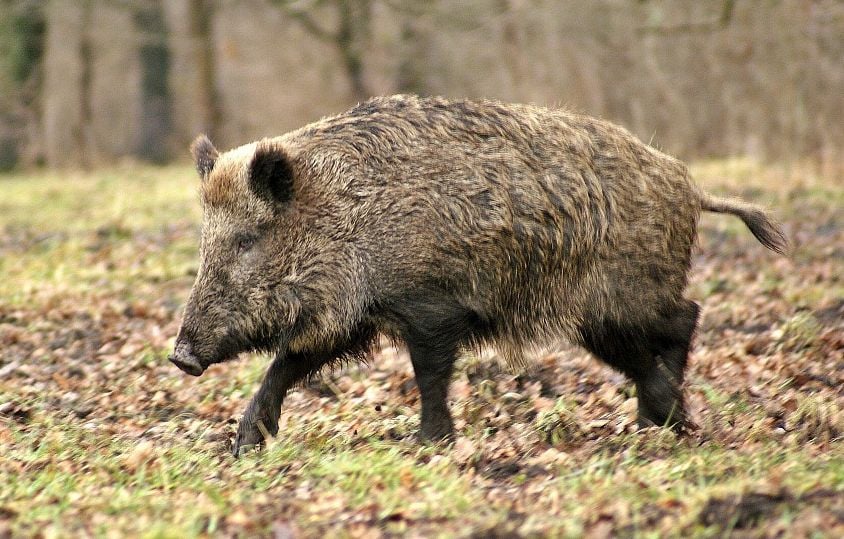 Une mobilisation citoyenne pour sauver Maurice, le sanglier apprivoisé de Villecresnes