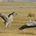 Une surmortalité de 500 grues cendrées liée à la grippe aviaire observée au lac du Der