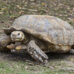 Une tortue géante africaine mal en point retrouvée à Chuisnes, enquête ouverte sur son propriétaire