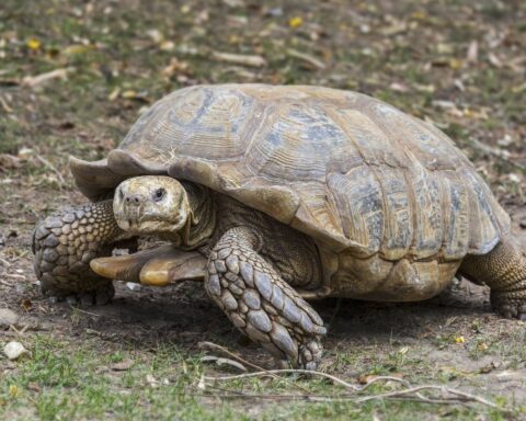 Une tortue géante africaine mal en point retrouvée à Chuisnes, enquête ouverte sur son propriétaire