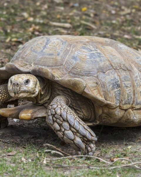 Une tortue géante africaine mal en point retrouvée à Chuisnes, enquête ouverte sur son propriétaire
