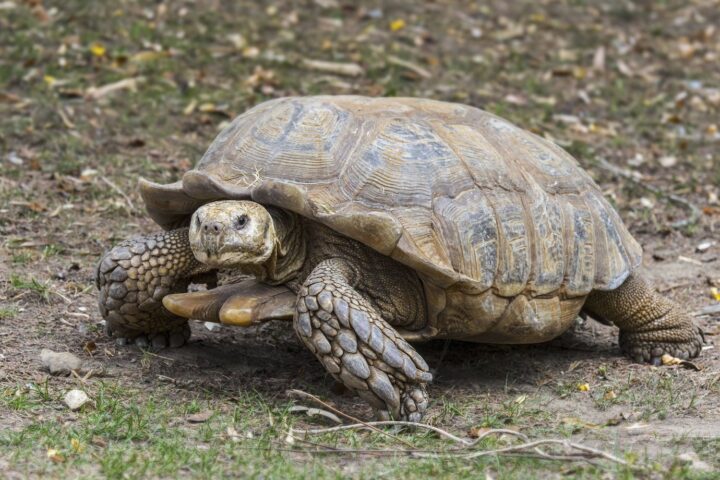 Une tortue géante africaine mal en point retrouvée à Chuisnes, enquête ouverte sur son propriétaire