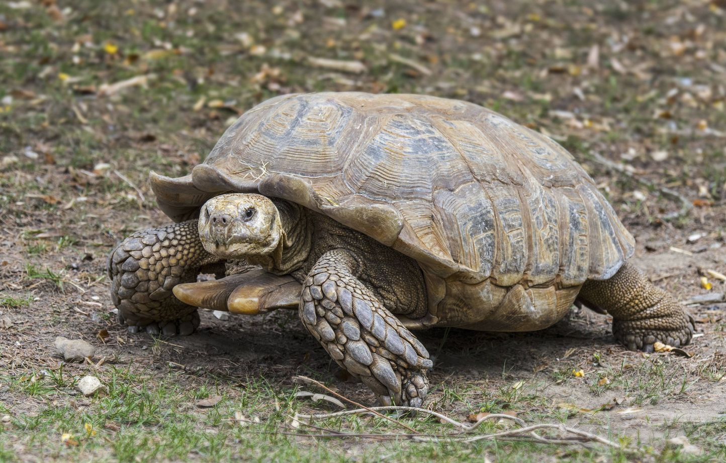 Une tortue géante africaine mal en point retrouvée à Chuisnes, enquête ouverte sur son propriétaire