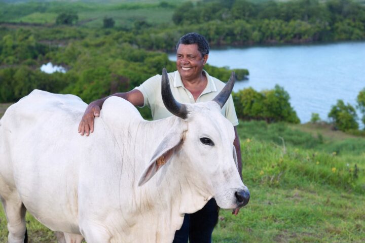 Biguine, la vache brahmane martiniquaise, élue égérie du Salon de l'agriculture 2026