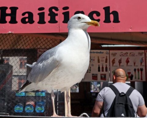 Crier est la méthode la plus efficace pour éloigner les mouettes, selon une étude britannique
