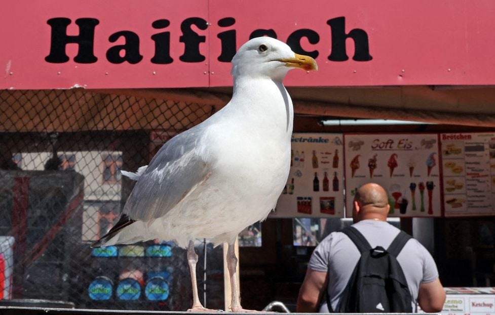 Crier est la méthode la plus efficace pour éloigner les mouettes, selon une étude britannique