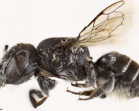 Découverte d'une nouvelle abeille en Australie : Megachile lucifer, aux cornes diaboliques