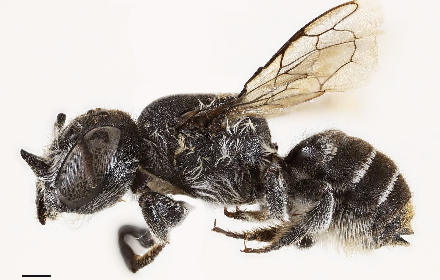 Découverte d'une nouvelle abeille en Australie : Megachile lucifer, aux cornes diaboliques