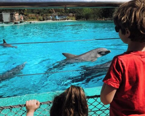 Des manifestants s'opposent au transfert de dauphins vers le zoo de Beauval
