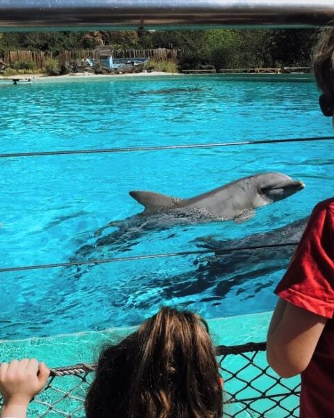 Des manifestants s'opposent au transfert de dauphins vers le zoo de Beauval