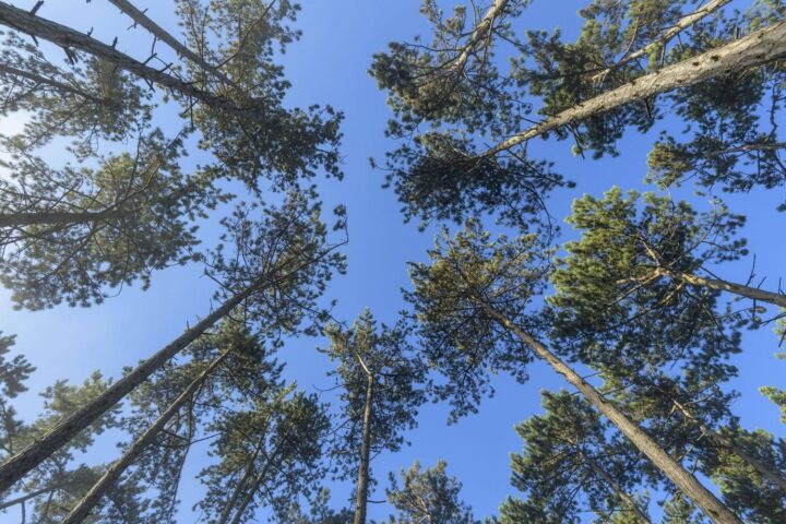 Détection du nématode du pin en France : premier foyer à Seignosse dans les Landes