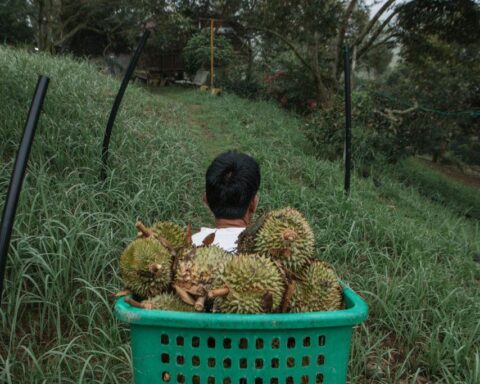 La bataille géopolitique pour le durian : un symbole de la fierté nationale en Asie du Sud-Est