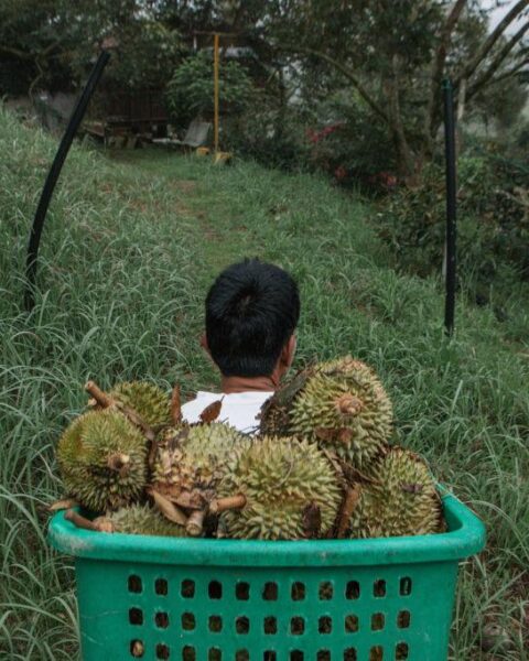 La bataille géopolitique pour le durian : un symbole de la fierté nationale en Asie du Sud-Est