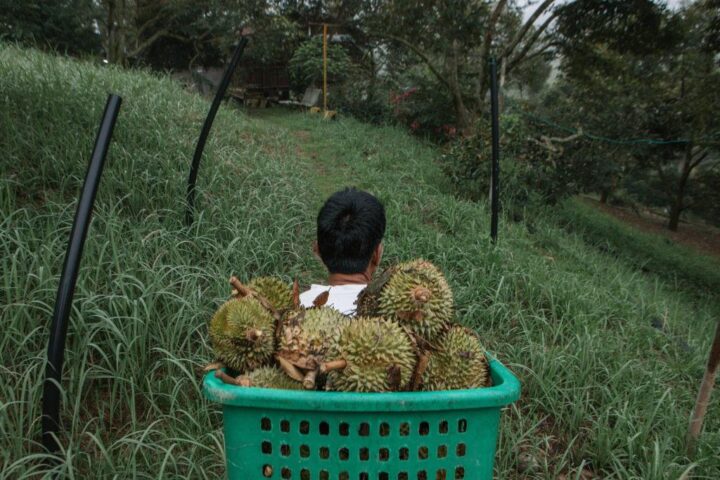 La bataille géopolitique pour le durian : un symbole de la fierté nationale en Asie du Sud-Est