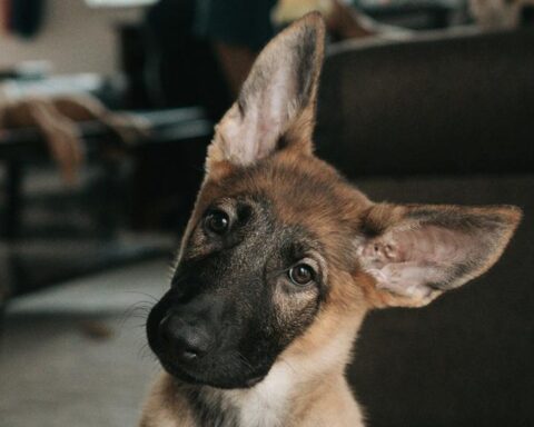 La chute de Bitcoin surprend les marchés de prévision en Asie