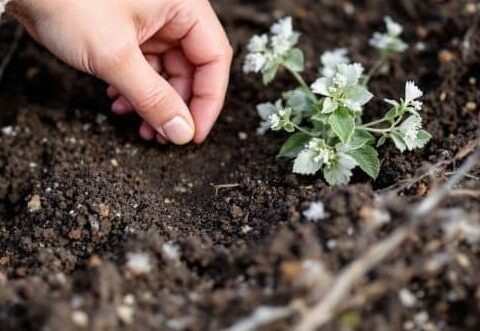 La Crassule de Vaillant en danger critique d'extinction survit uniquement à Angrie dans le Maine-et-Loire