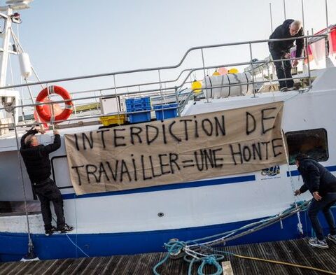 La fermeture de la pêche dans le golfe de Gascogne a sauvé des milliers de dauphins