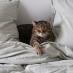 La solitude partagée de mon chat et moi dans notre quotidien commun