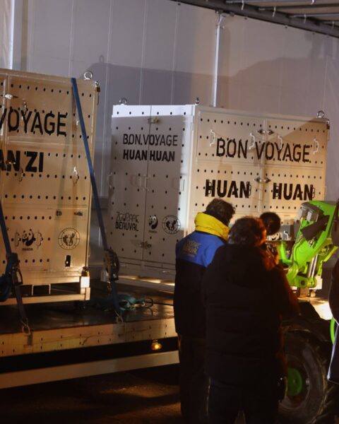 L'ambassade de Chine annonce l'envoi futur de nouveaux pandas géants en France