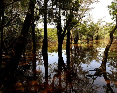 L'avenir des droits de la nature en Équateur menacé par un référendum constitutionnel
