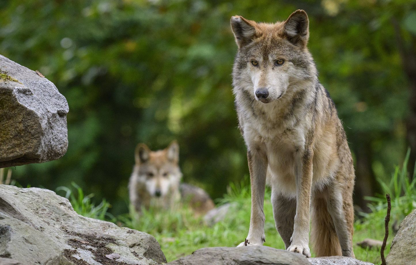 Le nombre de loups en France reste stable, les éleveurs exigent plus de droits de chasse