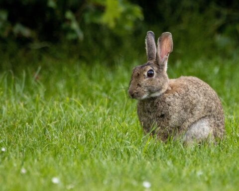 Le parc de l’Orangerie à Strasbourg accueillera une maison de retraite pour animaux de laboratoire en 2026