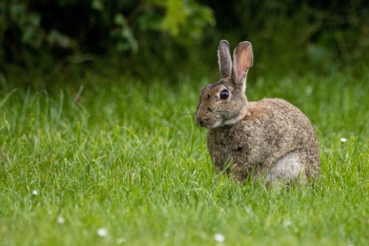 Le parc de l’Orangerie à Strasbourg accueillera une maison de retraite pour animaux de laboratoire en 2026