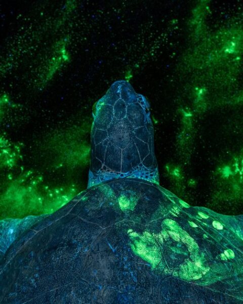 Les 100 meilleures photos de TIME en 2025 capturent un monde en mutation