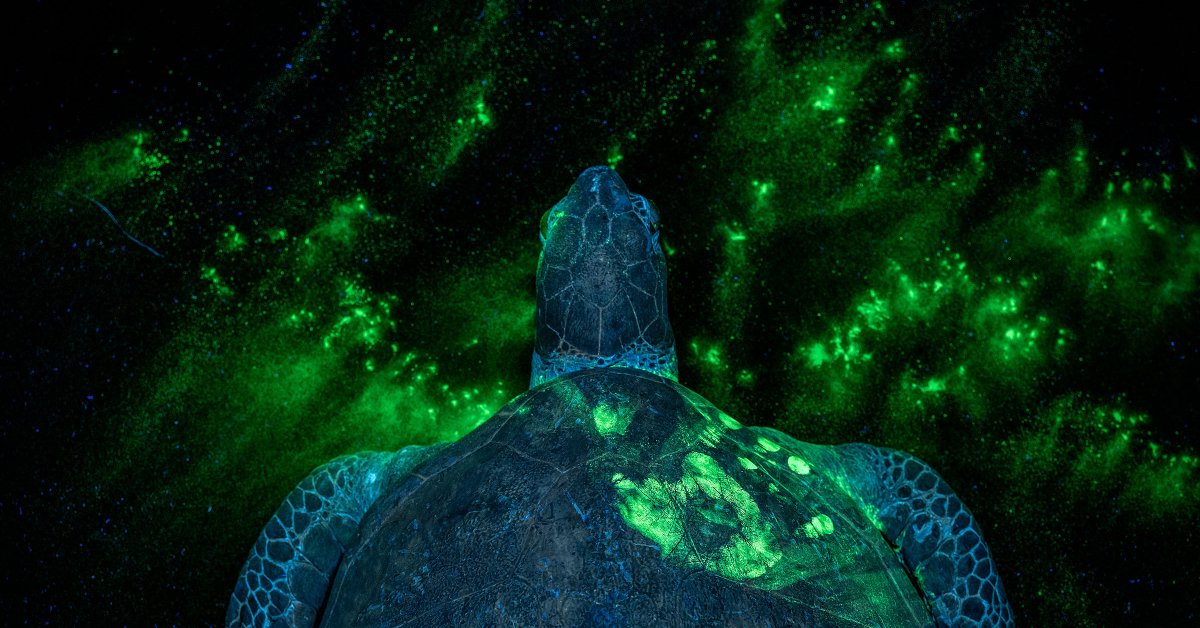 Les 100 meilleures photos de TIME en 2025 capturent un monde en mutation