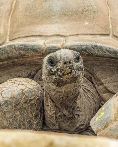 Les animaux les plus longs à vivre selon les dernières études