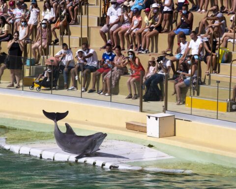 Les dauphins de Marineland et Planète sauvage pourraient être transférés au zoo de Beauval en 2027