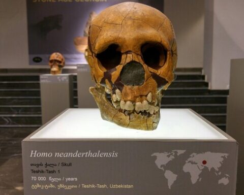 Les rites et croyances religieuses des Néandertaliens : nouvelles découvertes archéologiques