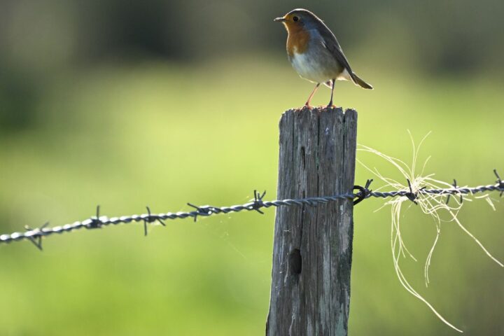 L'interdiction des néonicotinoïdes favorise une légère reprise de la population d'oiseaux en France