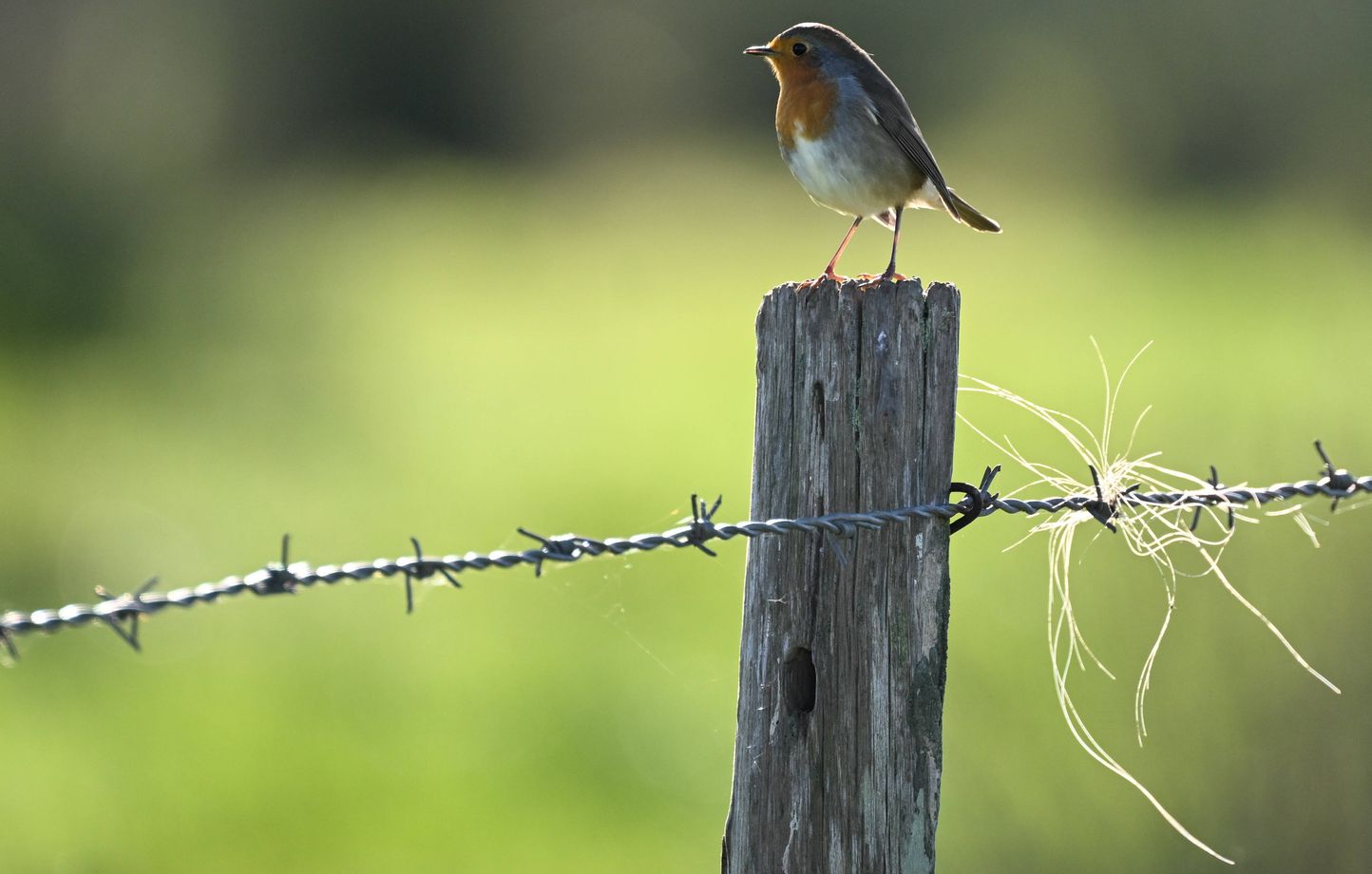 L'interdiction des néonicotinoïdes favorise une légère reprise de la population d'oiseaux en France
