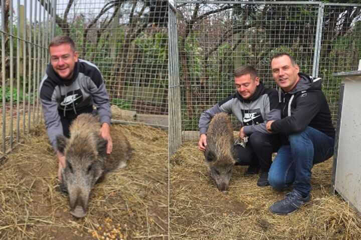 Maurice, le sanglier sauvé d’une euthanasie imminente, trouve refuge en Seine-et-Marne