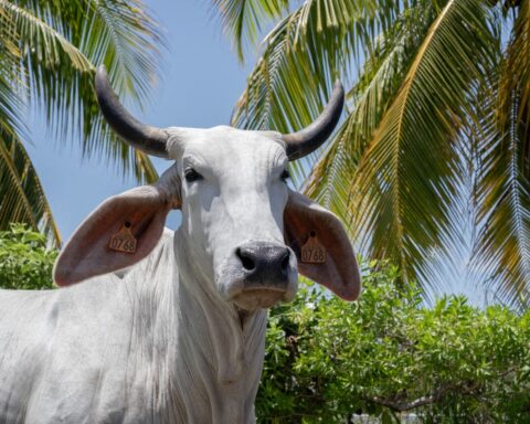 Quiz : testez vos connaissances sur les races emblématiques des vaches de France