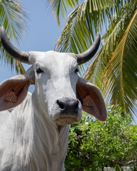 Quiz : testez vos connaissances sur les races emblématiques des vaches de France