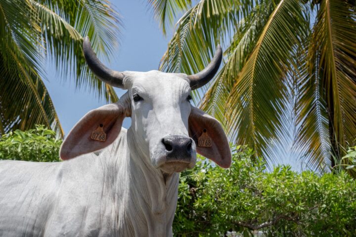 Quiz : testez vos connaissances sur les races emblématiques des vaches de France