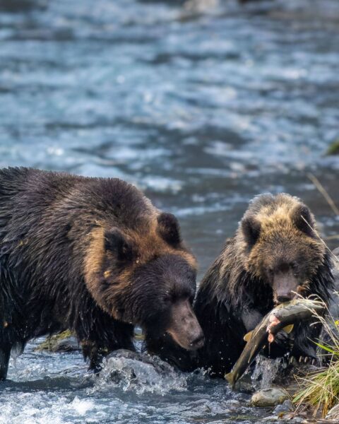 Treize morts et une centaine de blessés : la police japonaise autorisée à tirer sur les ours