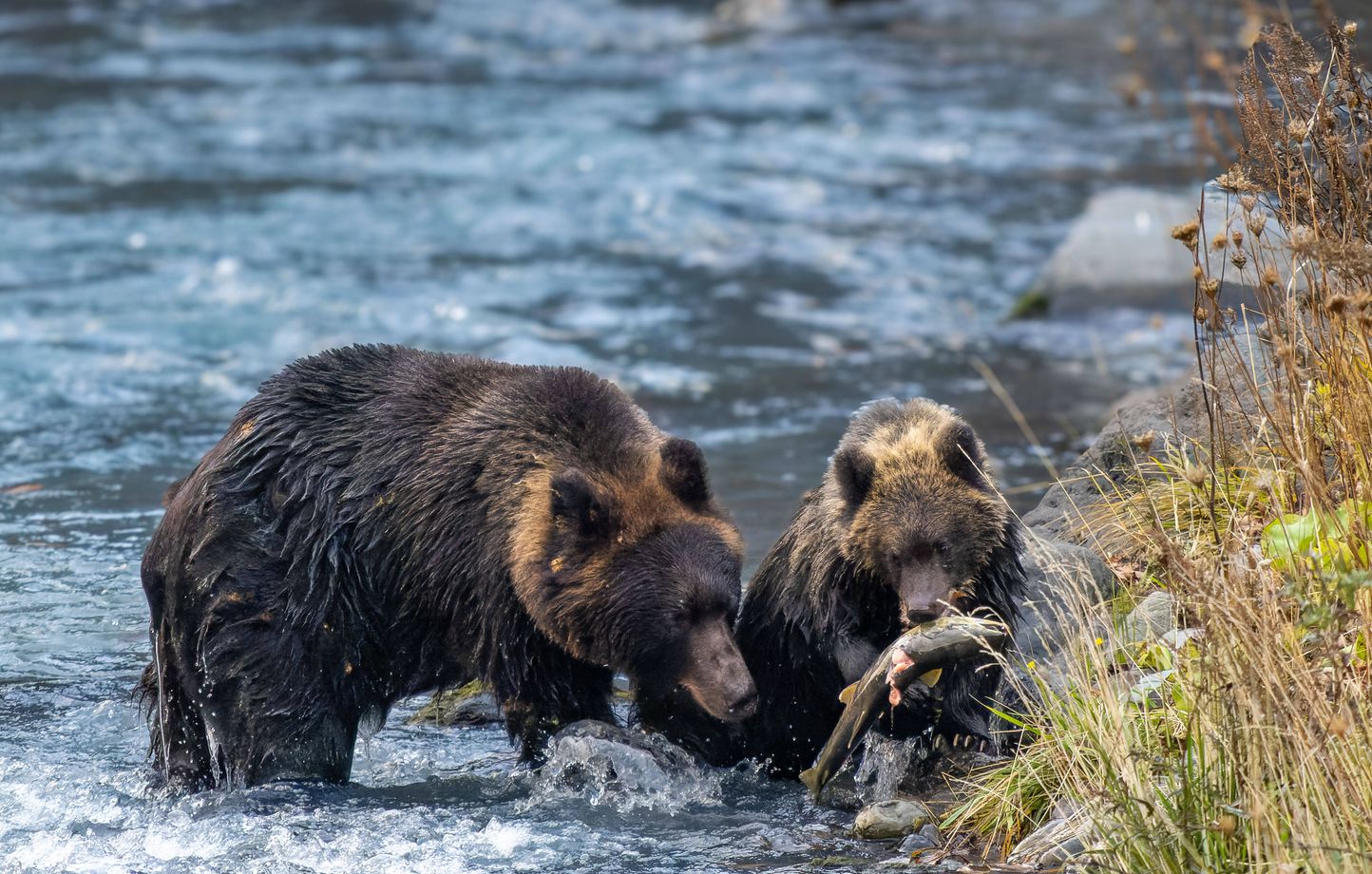 Treize morts et une centaine de blessés : la police japonaise autorisée à tirer sur les ours